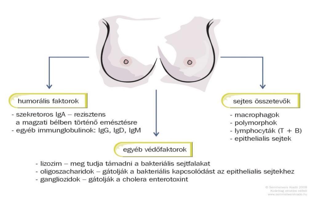 A szoptatás endokrinológiája, immunológiája és gyakorlati vonatkozásai 15 Amennyiben ezt biztosítjuk nekik, a későbbiekben ügyesebben, hatékonyabban fognak szopni, kisebb az esély a problémák