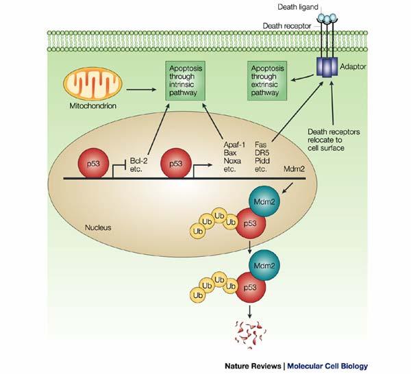 1.5.3. A p53 apoptózisban betöltött szerepe A p53 az apoptózist kétféle úton válthatja ki, transzkripció-függő és független mechanizmus révén (Moll és mtsai, 2005).