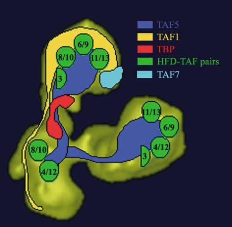 11. ábra: A TAFok elhelyezkedése az élesztő TFIID (ytfiid) 3 dimenziós modeljén. A hiszton-fold tartalmú párok elhelyezkedését a zöld körök jelzik (Leurent és mtsai, 2002).