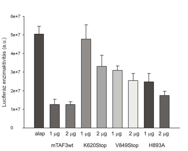 34. ábra: A PHD doménben mutáns egér TAF3 fehérjék hatása az endogén p53 transzkripciót aktiváló képességére.