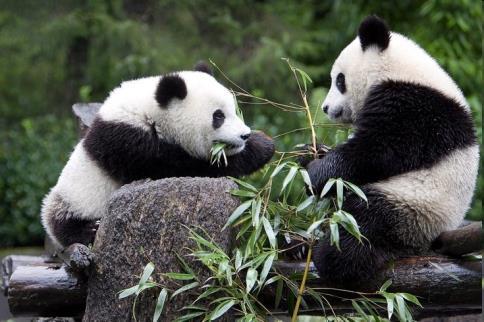 Átlagfogyasztás (harapásszám) Genetikai háttér szerepe Pandamedve bambuszt eszik, DE: 1%-ban más növényeket és húst is!