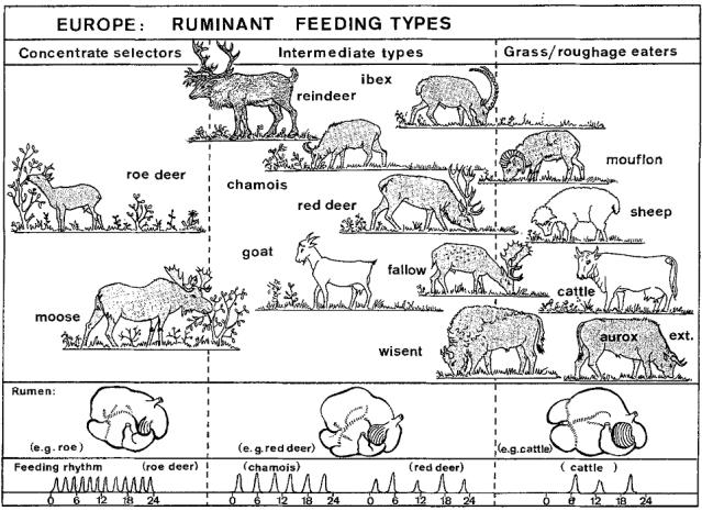 A kérődzők morfofiziológiai csoportosítása Kérődző fajok forrásfelosztása: - Hofmann, R.R. 1989.