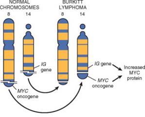 zavara: t(8-14) MYC/IgH Burkitt lymphomában A MYCC amplifikált emlő, colon,