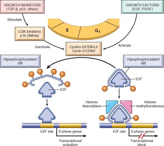 RETINOBLASTOMA GÉN (RB) Az aktív RB-protein hipofoszforilált, az inaktív: hiperfoszforilált Az aktív protein a G1/S átmenetet ellenőrzi az E2F protein gátlásán keresztül, így az aktív RB protein a