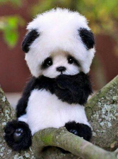 Pandas Numpy Geopandas Shapely Scikit Learn Google &