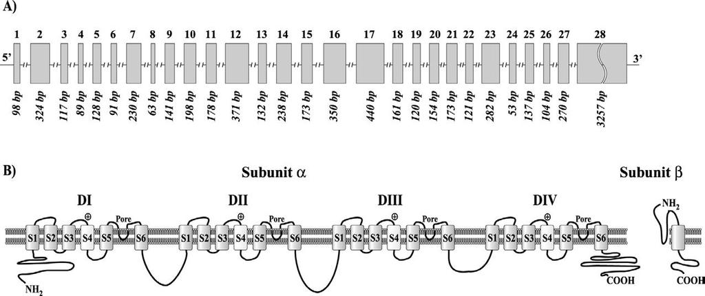 A legfőbb LQTS gén szerkezete: SCN5A