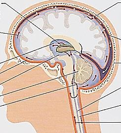 Az agyvelo helyzete a koponyaban fejenallaskor A koponya hatso resze lefele, a talaj fele. A koponya elulso resze folfele, a labfej fele.
