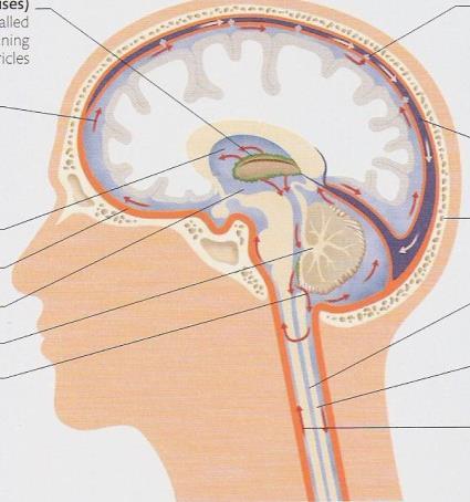 Cerebrospinális folyadékban (CSF) úszik az egész agyvelő és a gerincvelő Mechanikailag védi a cerebrospinális folyadék az agy- és