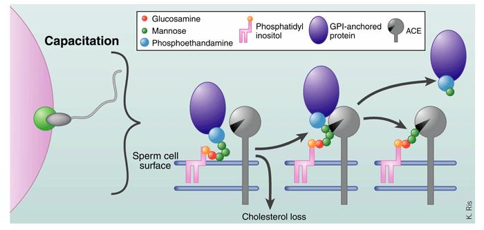 GPI-anchored protein Leváló fehérjerész pl: PH20 - aktiválódott spermiumon - hyaluronáz aktivitással rendelkezik - kumulusz sejtek rétegén való átjutás Hirih Ikezawa: