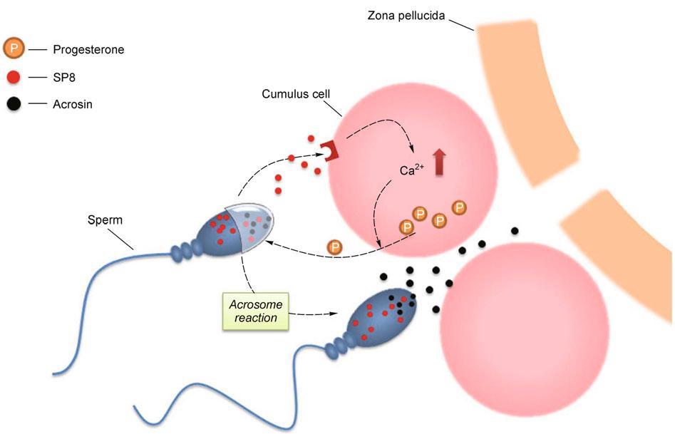 Progeszteron indukálta AR Schematic representation of sperm releasing NYP-SP8 (SP8) and interacting with cumulus cells As a result of SP8 binding to cumulus cell surface, intracellular calcium of the
