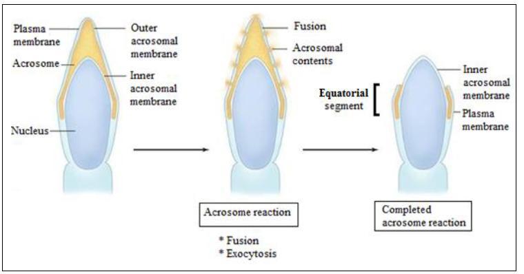 Akroszóma reakció A spermiumok a kumulusz sejt rétegen áthaladva aktiválódnak, és a