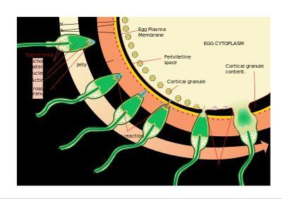 megtermékenyülés https://humanphysiology2011wikispacescom/15+repr oductive+physiology