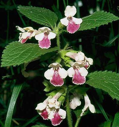 A Zengő környékén vadon él a mecsekteának is nevezett nagyvirágú méhfű (Melittis melissophyllum subsp.