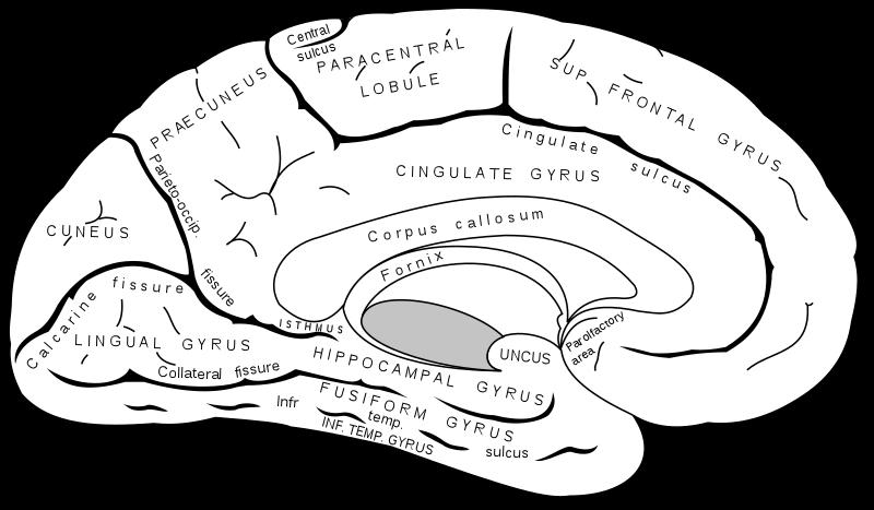 Nyakszirtlebeny: - sulcus