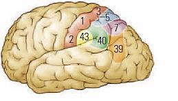 Parietális asszociációs kéreg: - Br. 5 + 7 - Br.