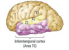Temporális asszociációs kéreg: - ventrális látópálya
