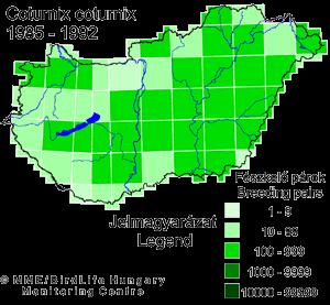 Rend: Tyúkalakúak Család: Fácánfélék Faj: Fürj (Coturnix coturnix) Vadászhatóság: védett Felismerés 16-18 cm, sárgásbarna tollazatú; a hátoldalon sárgásfehér és fekete sávozással; testalja világos,