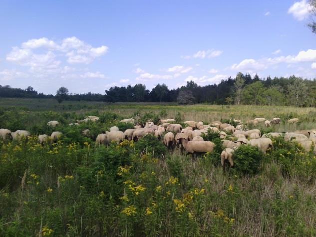 Legeltetéssel a homoki gyep élőhelyek állapot javításáért A Kisalföldi Homokpuszta Life+ projektterületen végzett természetvédelmi munkálatok célja, hogy a Natura 2000 területen megmaradt