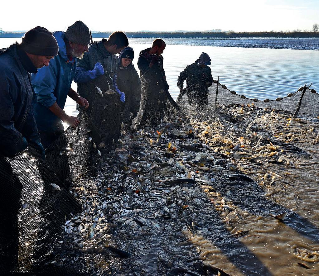 Akvakultúra természetes módszerekkel... Mikrobiológiai kultúráink 2016-ban is a magyarországi halgazdálkodás szolgálatában: Hungarian Journal of Aquaculture and Fisheries HALÁSZAT 109. évfolyam 4.