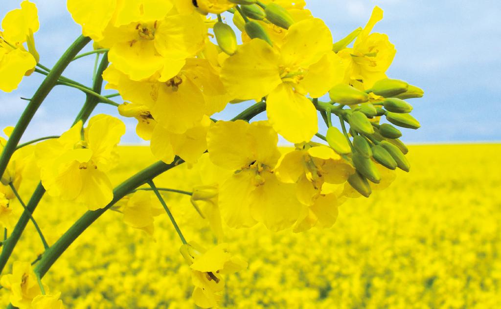 IMPRESSZUM Második, javított kiadás Szerkesztők: Balla Ágnes, Decsák Tamás, Fekete Anett, Reszkető Tímea Kiadja: Nemzeti Agrárgazdasági Kamara 1119 Budapest, Fehérvári út 89-95.