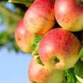 (nap) alma varasodás 10 (virágzás után 7) 21 szőlő peronoszpóra 10 28 csonthéjasok tafrina, levéllikasztó
