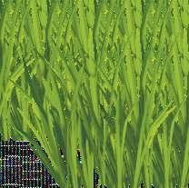 Bofix Garden 80 g/l klopiralid + 2,5 g/l floraszulam + 144 g/l fluroxipir-mep l Prémium gyomirtó szer pázsitban és gyepben előforduló magról kelő- és évelő kétszikű gyomnövények ellen A Bofix Garden