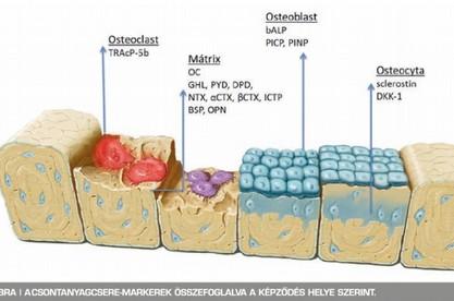 FONTOS : A terápiás válasz monitorizálása a csontanyagcsere markerek segítségével 38 1. Jehoon Lee, M.
