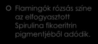 Cyanobacteria