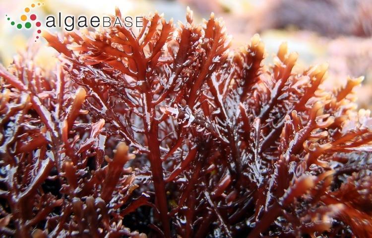 Rhodophyta Vörösalgák Porphyra
