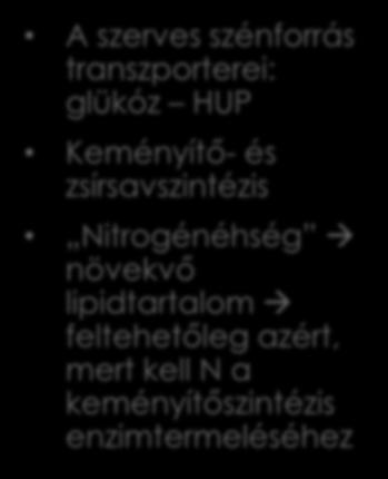 Nitrogénéhség növekvő lipidtartalom feltehetőleg