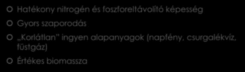 Érvek az algák mellett Hatékony nitrogén és foszforeltávolító képesség Gyors