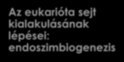 Az eukarióta sejt kialakulásának lépései: endoszimbiogenezis Kb.