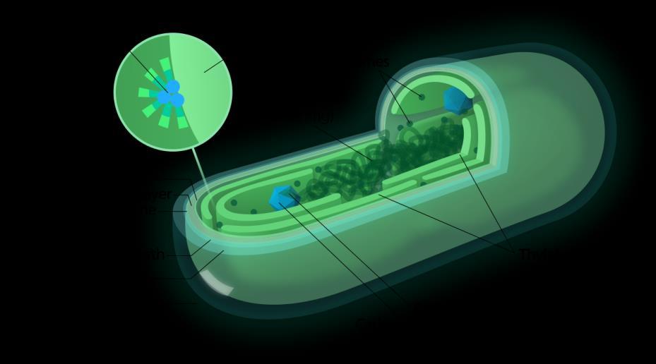 Cyanobacteria