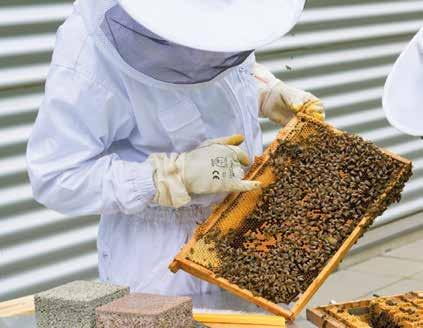 Emberi fogyasztásra kerülő méz gyűjtésének időszakában nem