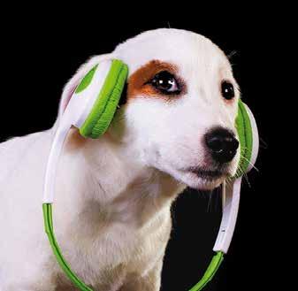 Terápiás javallat: kutyák Staphylococcus pseudointermedius, Pseudomonas aeruginosa és ketokonazolra érzékeny Malassezia pachydermatis okozta heveny külső hallójárat-gyulladásának kezelésére.