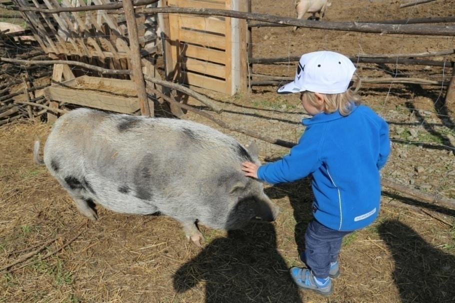 Élő környezetünk nap madarak etetés, vonulásuk