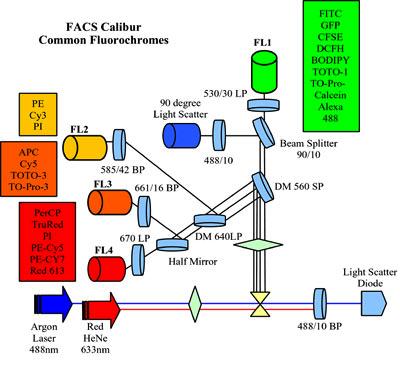 FACS Calibur flow