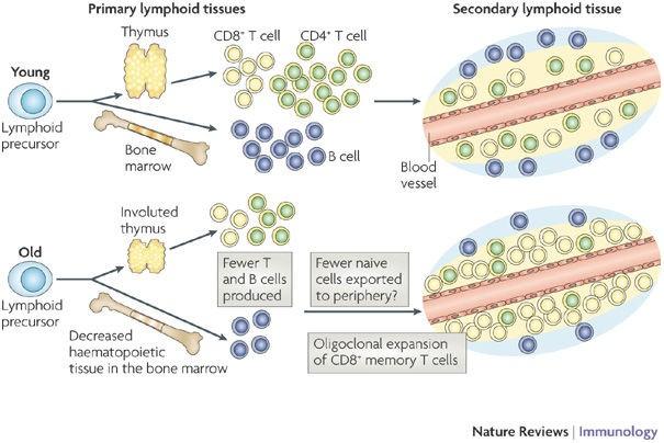 Immunrendszer teória: az öregedéssel csökken az immunrendszer azon képessége, hogy kellő számú és fajtájú antitestet állítson elő T sejtek száma csökken: thymus