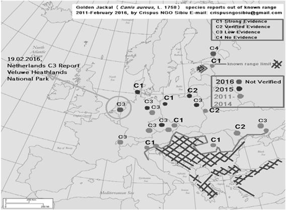 2016-ban is újabb megfigyelések/elejtések Hollandiában, Svájcban, Baltikumban (forrás: Golden Jackal informal study group in Europe, http://goldenjackalaround.blogspot.
