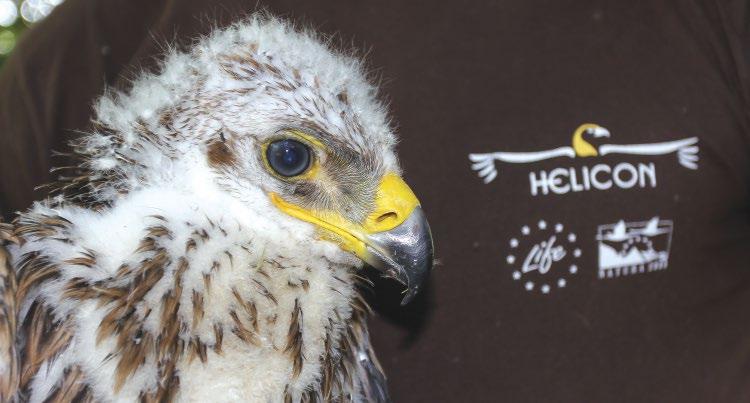 5. ábra: Parlagi sas (Aquila heliaca) fióka gyűrűzés közben (fotó: Horváth Márton) / Ringed juvenile Eastern Imperial Eagle THE RESULTS OF THE HELICON LIFE PROJECT IN THE PREVENTION OF POISONING AND