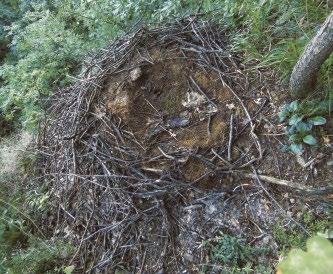 5. ábra: Fekete gólya (Ciconia nigra) talajon épült fészke a fióka kirepülése után a Visegrádi-hegységben (fotó: Schwartz Vince) / Black Stork nest built on the ground in the Visegrád Hills.