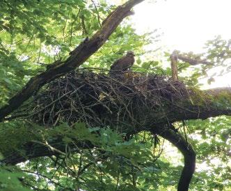 8. ábra: Egerészölyv (Buteo buteo) egyfiókás fészekalja fekete gólya (Ciconia nigra) fészkében.