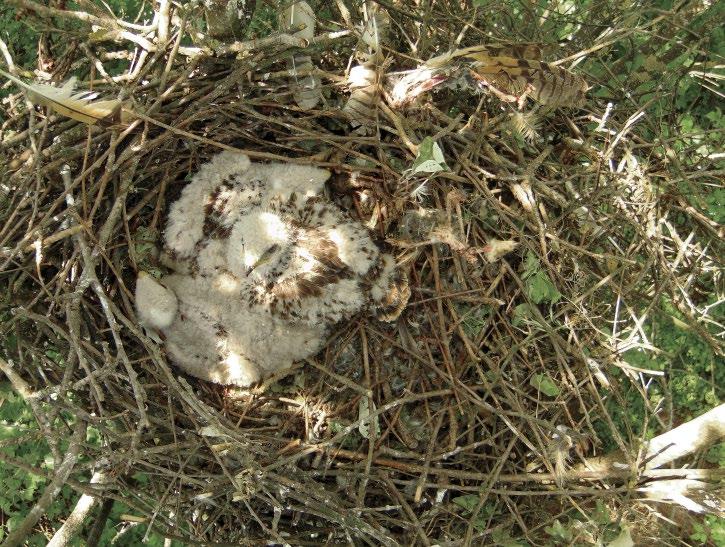 2. ábra: Kifejlett erdei fülesbagoly (Asio otus) maradványai (szárny, lábak, egyéb tollak) egerészölyv (Buteo buteo) fiókái mellett gyűrűzéskor a fészekben (fotó: Kossuth Levente) / Remains of an