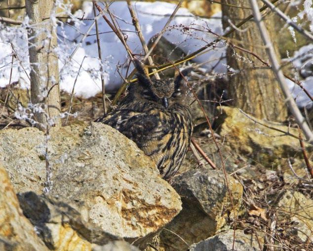 7. ábra: Nappalozó hím uhu (Bubo bubo) a Tarna-völgyben (fotó: Kovács András) / Sunbathing male Eurasian Eagle-owl in the Tarna valley Pest megye Börzsöny: 2, Pilis: 2, Visegrádi-hegység: 2,