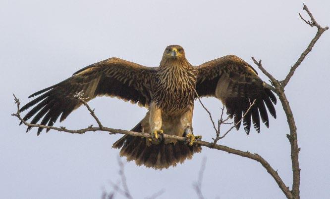 3. ábra: Fiatal parlagi sas (Aquila heliaca) (fotó: Horváth Márton) / Juvenile Eastern Imperial Eagle KÖSZÖNETNYILVÁNÍTÁS A Parlagisas-védelmi Munkacsoport munkáját a Magyar Ragadozómadár-védelmi