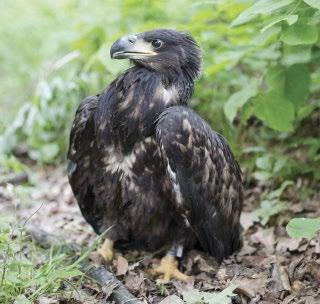 KÖSZÖNETNYILVÁNÍTÁS A terepi adatgyűjtést a nemzeti park igazgatóságok munkatársai, a Magyar Madártani és Természetvédelmi Egyesület önkéntesei, illetve szervezetekhez nem köthető önkéntesek végezték.