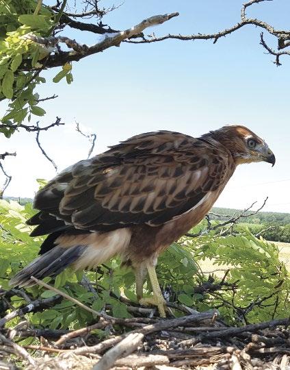 A pusztai ölyv (Buteo rufinus) magyarországi helyzete 2016-ban Dudás Miklós E-mail: dudasm1@yahoo.com 2.