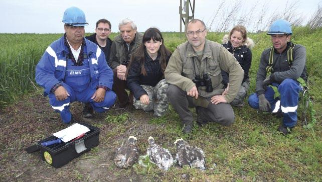 2016 Műfészek / Artificial nest Természetes fészek / Natural nest Összesen / Total Fán / On tree 17 5 22 Nagyfeszültségű vezeték tartóoszlopán / On transmission line pylon 133 0 133 Sziklán / On