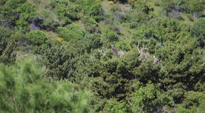 3. ábra: A barátkeselyű (Aegypius monachus) kiváló fészeképítő kedveli a fenyők csúcsait (fotó: Sándor István) / The Cinereous Vulture is a remarkable nest-building species preferring tops of pine