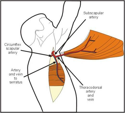 latissimus dorsi